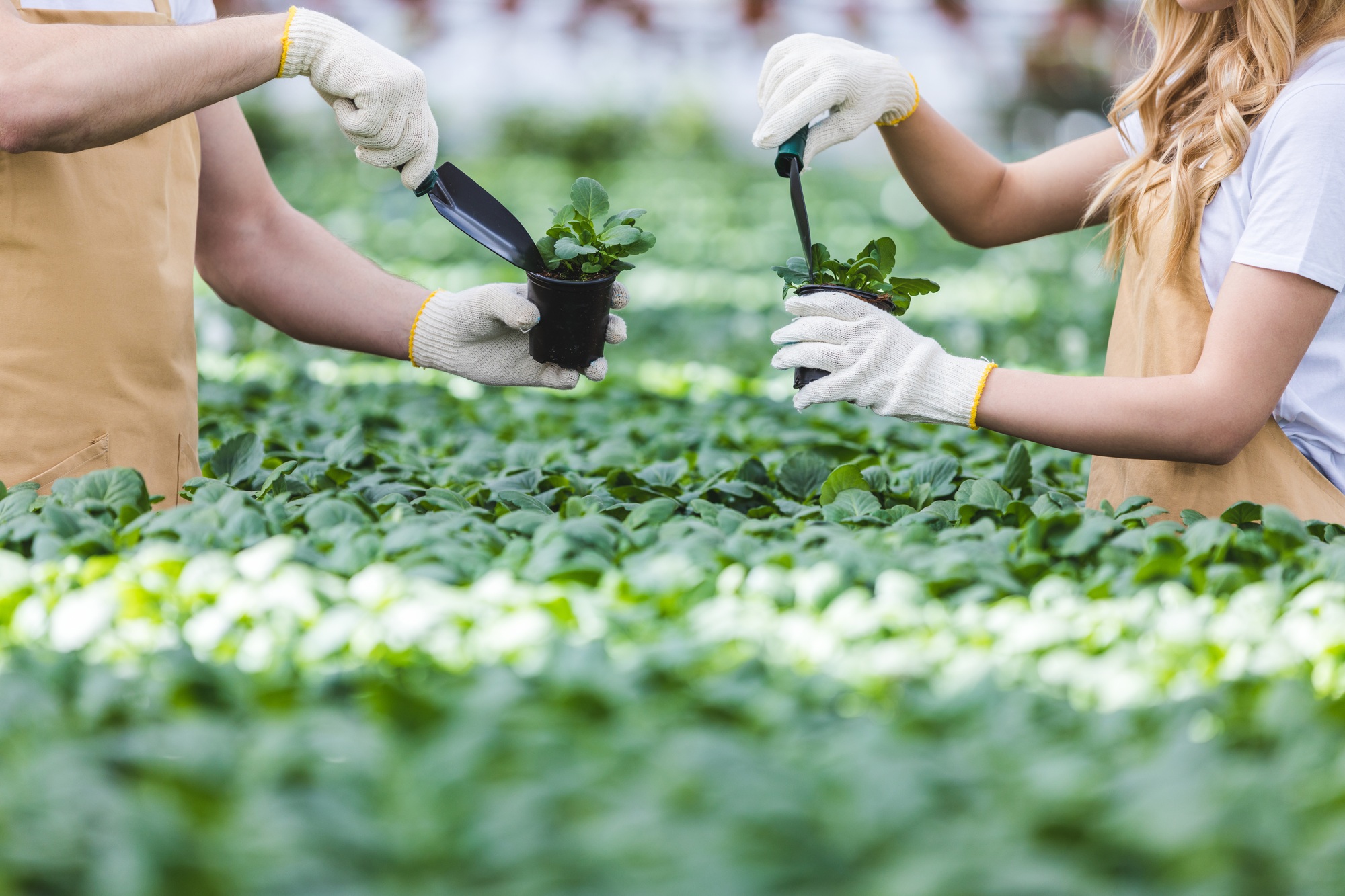 Close-up view of gardeners planting flowers in nursery