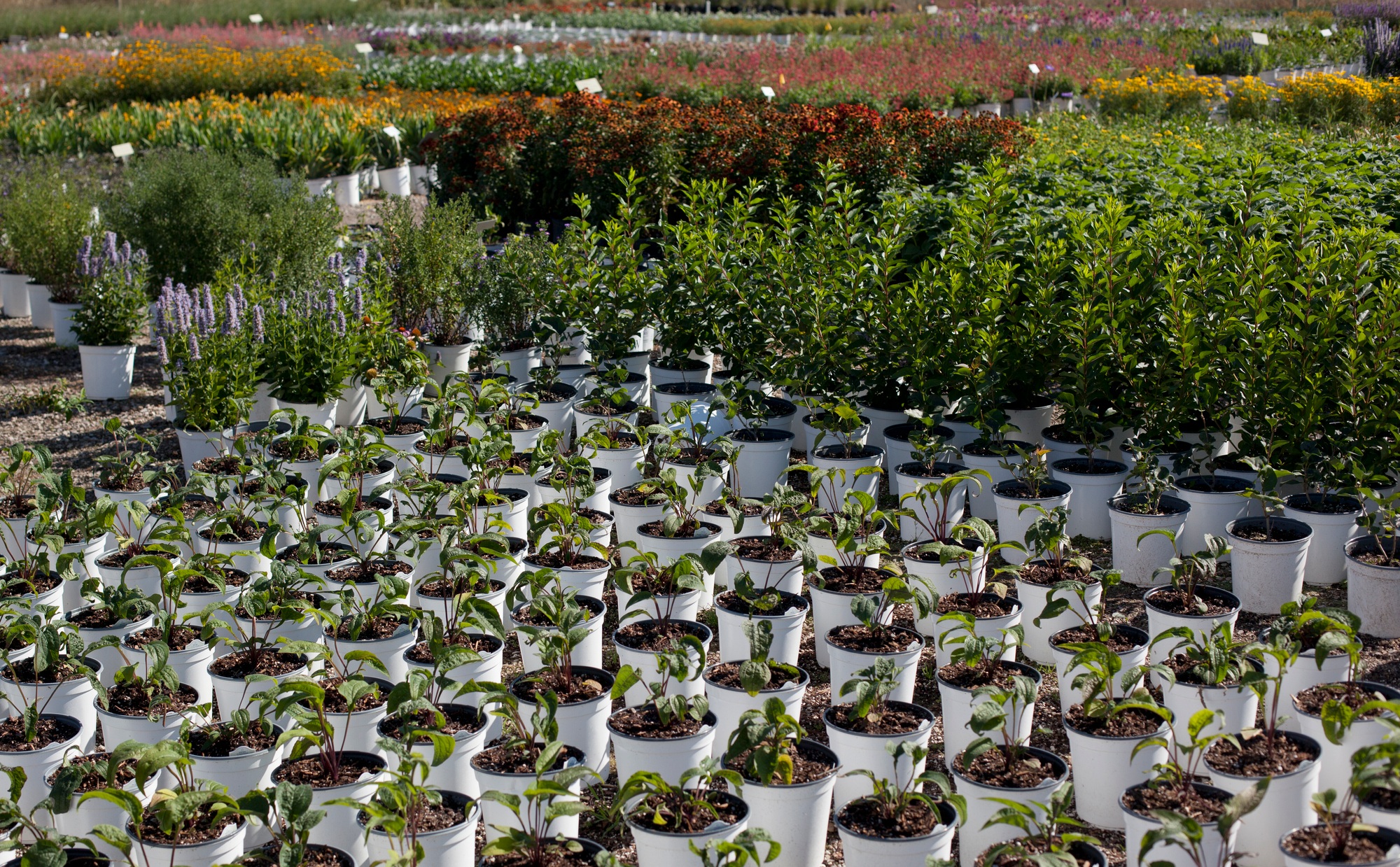 Rows of a variety of potted plants at plant nursery
