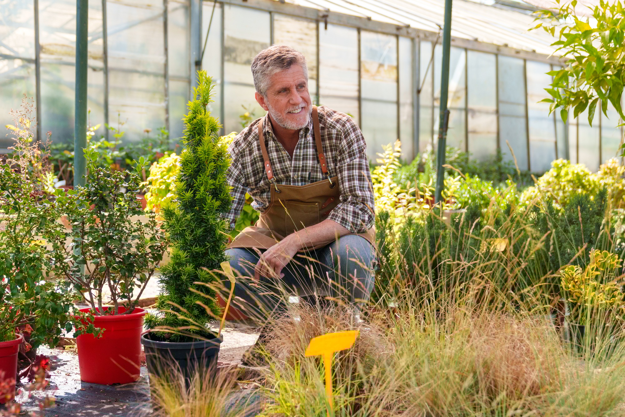 Senior gardener organizing ornamental plants and fruit trees in colorful botanical nursery.